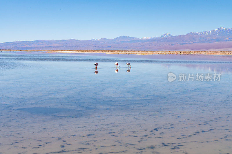 Laguna Chaxa 公园的野生火烈鸟 - 智利安托法加斯塔地区圣佩德罗德阿塔卡马